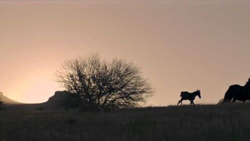 黑神驹1：美丽曾是一匹野马，被人类抓到了马厩里，偶然的机会遇到了乔
