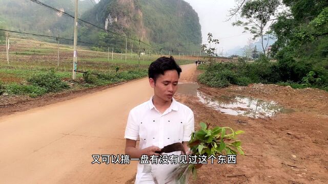 小覃跟村里人去义务除草,有意外收获,让他想起童年的回忆!