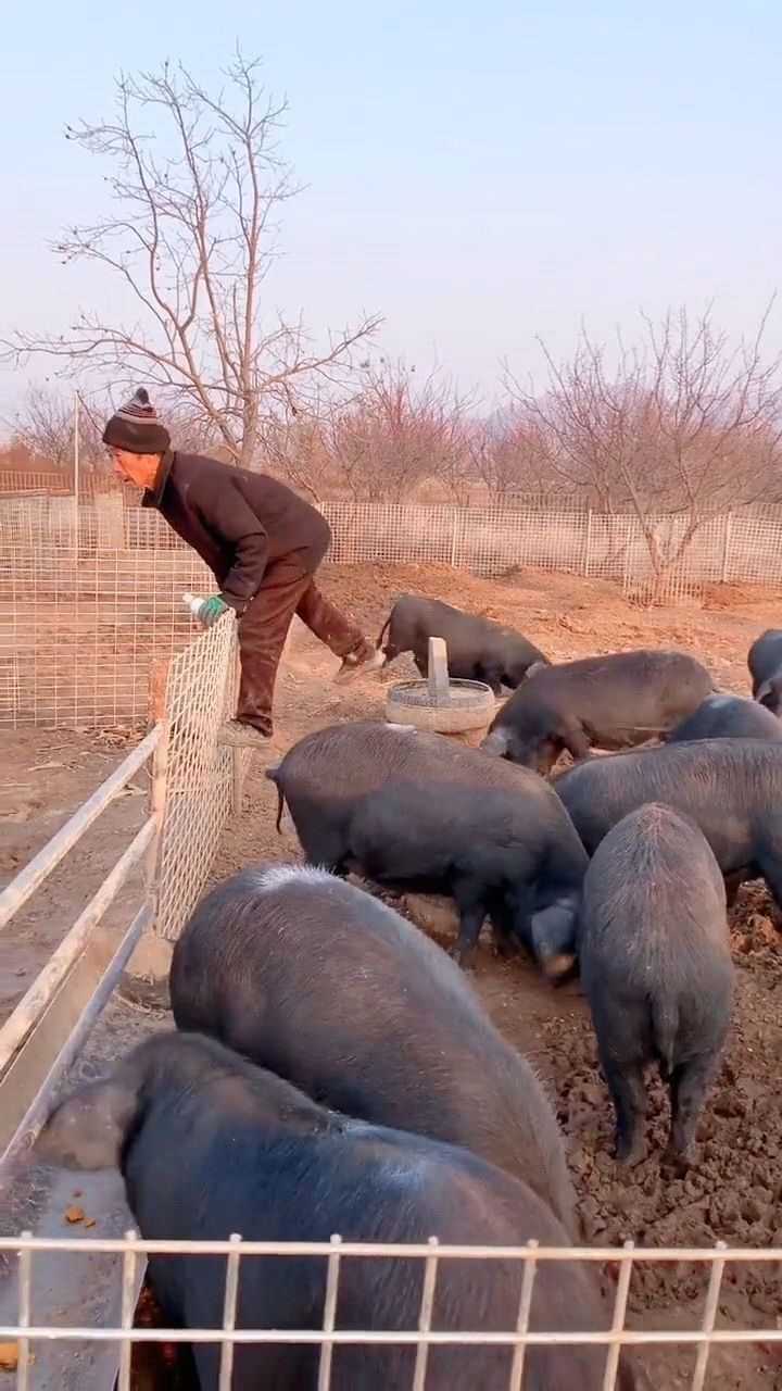养猪专业户养猪人农村养猪养猪技术生态养殖