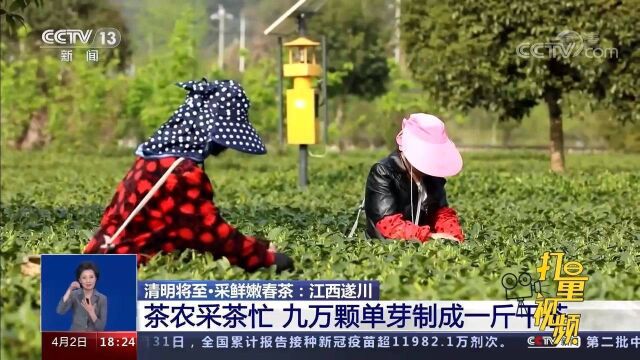 江西遂川:茶农采茶忙!九万颗单芽制成一斤干茶