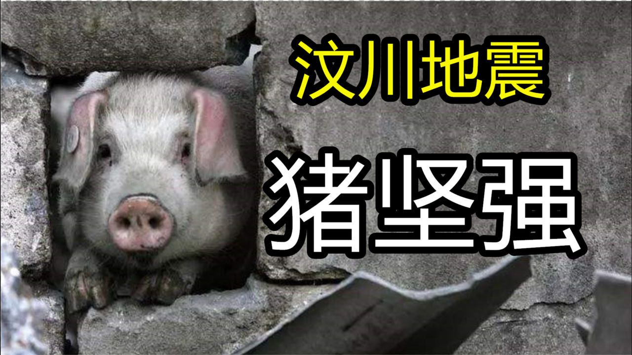 汶川地震猪坚强图片图片