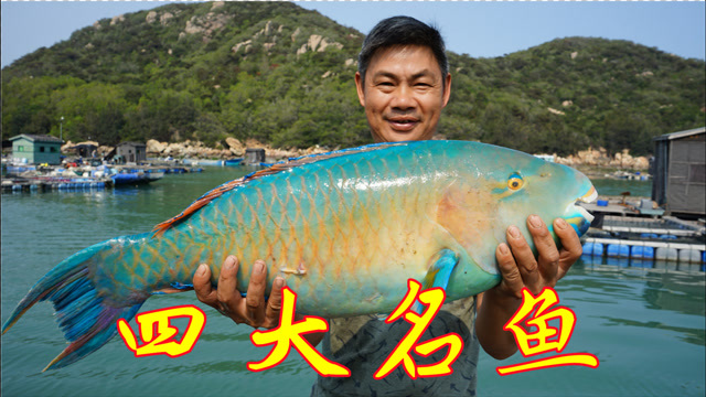 阿兴出海捕获13斤重的青衣鱼,朋友爽快花1000块直接