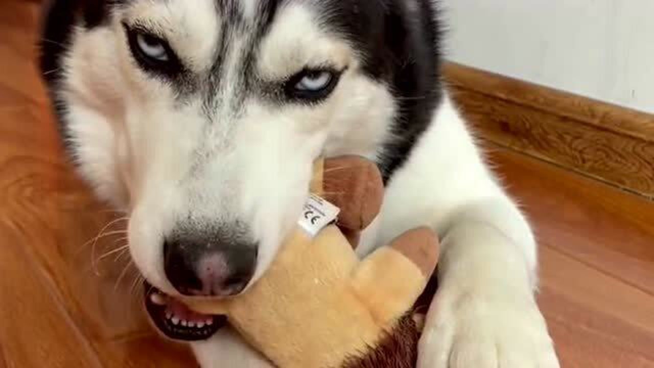 可鲁可鸭的主人首次亮相网友纷纷表示长相和声音不符是种什么样的体验