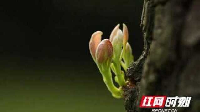 益阳美景|前庭后院皆是春,赫山这对枯木发荣予你满目生机