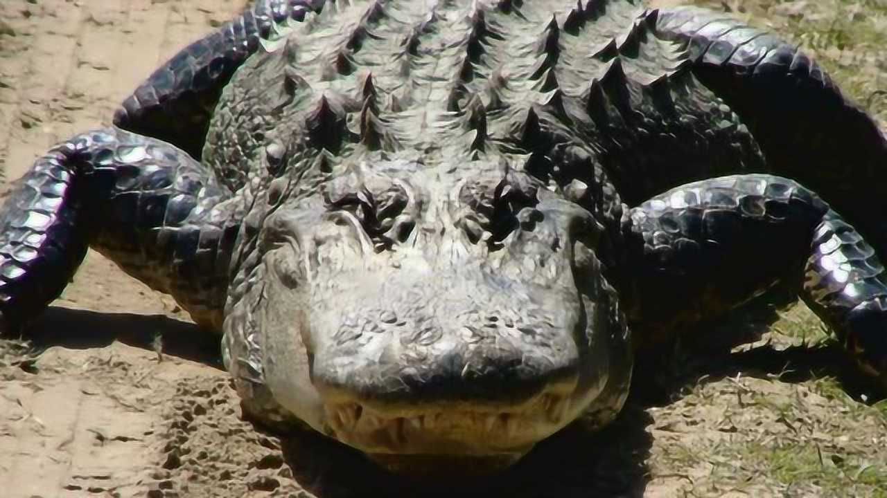 动物的声音-鳄鱼