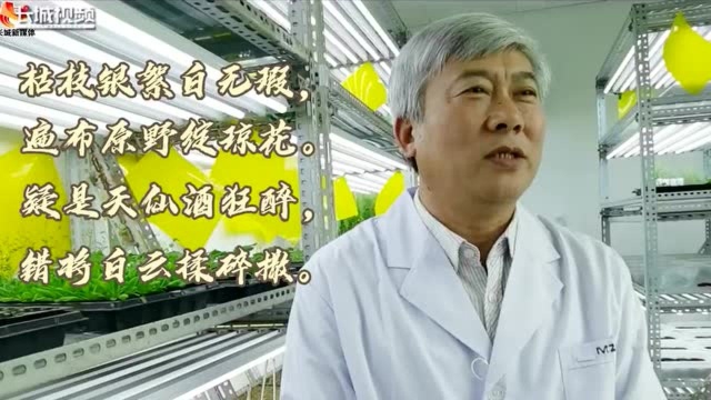 2020年度河北科技突出贡献奖|马峙英:30年攻关棉花“芯片”