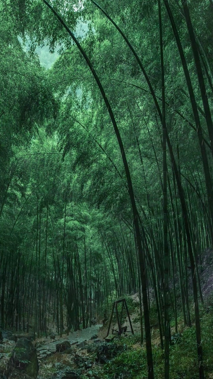 浓墨翠绿惹了相思,治愈了人心#美景#竹林#治愈系风景