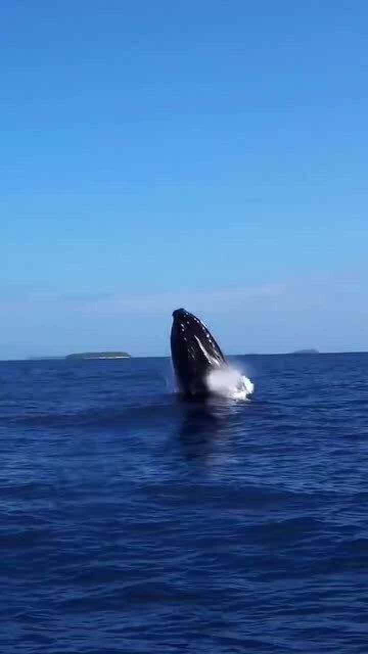 深海座头鲸鲸跃瞬间,实在是太惊艳了!
