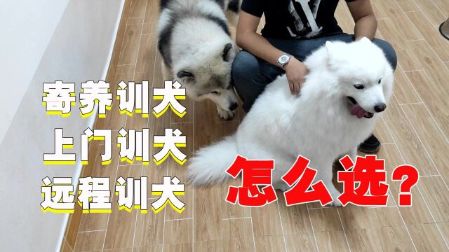 寄养训犬、上门训犬、远程训犬有什么不同?怎么选择?