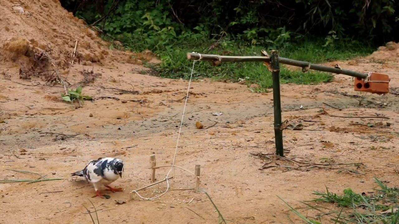 踩中陷阱的鸽子,脚被绳子套住了!