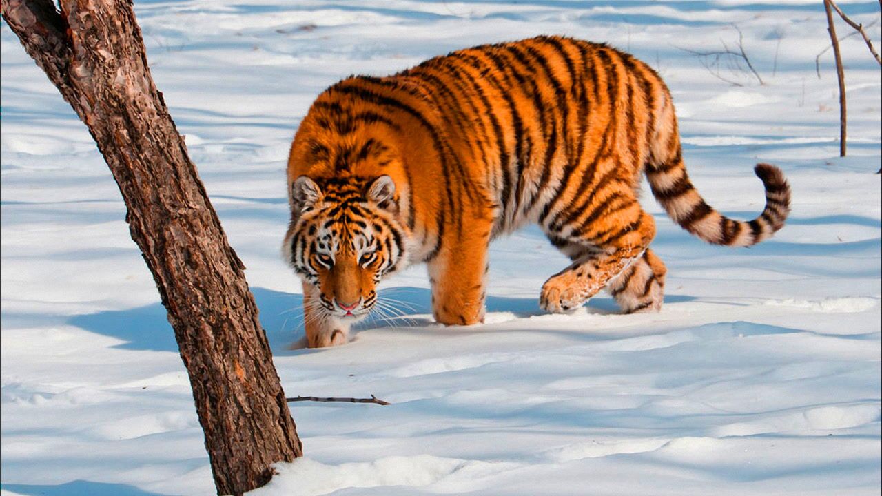 王者归来!在东北地区频繁现身的野生东北虎