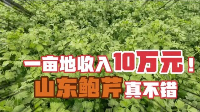 山东鲍芹真不错!农户一亩地收入10万元,高档芹菜生吃都行!