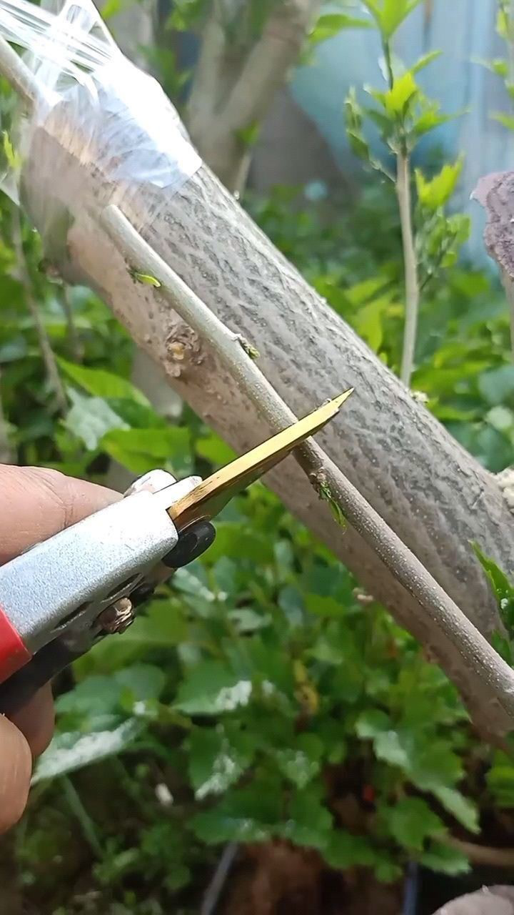 嫁接技术倒芽倒接木槿花技术,四季开花