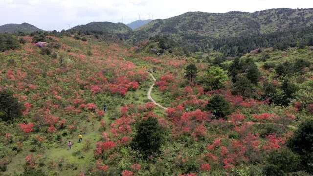 漫山红遍!湖南郴州600亩野生杜鹃绽放