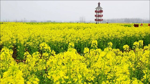 五分钟了解我国油料产业:大豆油销量大,花生油销售额高!