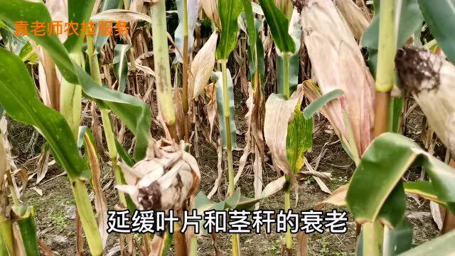 玉米拌种时,加上几克这种微肥,每亩就能增产150斤以上