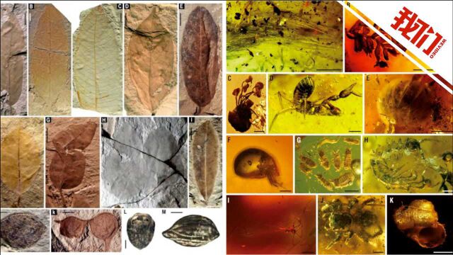 福建首次发现千万年前热带季雨林化石库 能预测2100年气候环境