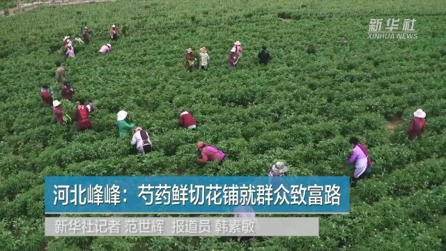 河北峰峰:芍药鲜切花铺就群众致富路