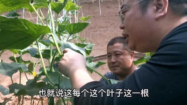 寿光菜农4天采摘一茬春季黄瓜,一蔓能摘20根,管理要比冬季忙碌