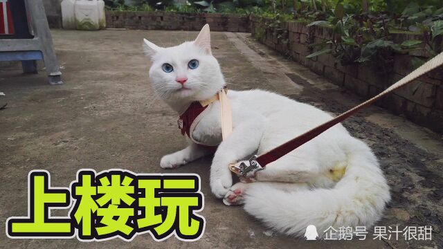 主人带大白猫上楼玩耍,猫咪晒太阳