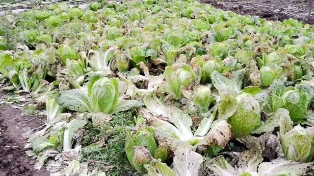 一夜之间地里的白菜少了19棵,却留下了现金,这是啥意思?