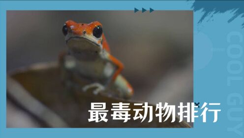 《生命之色》世界上最毒的动物排名：箭毒蛙榜上有名