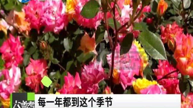 河南商丘:夫妻俩投资10万元打造共享花园,邻居们闻香来打卡