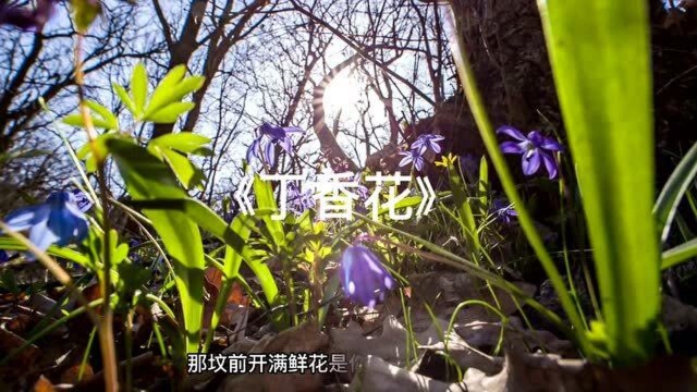 经典伤感歌曲《丁香花》