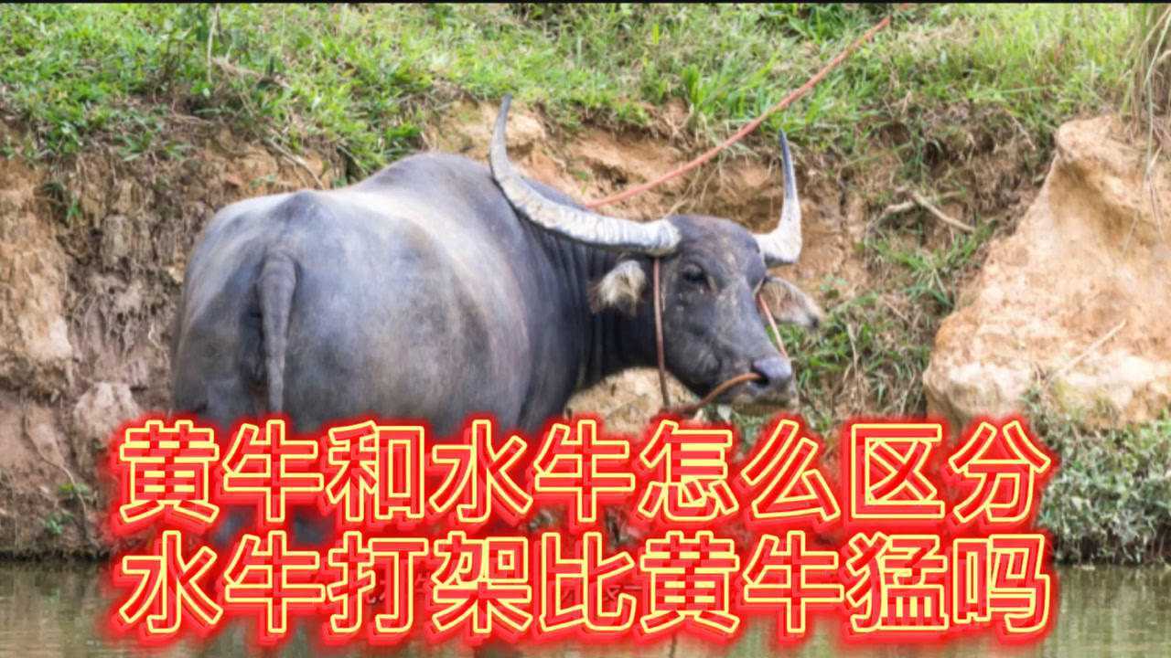 黄牛和水牛怎么区分呢,水牛打架比黄牛厉害吗?