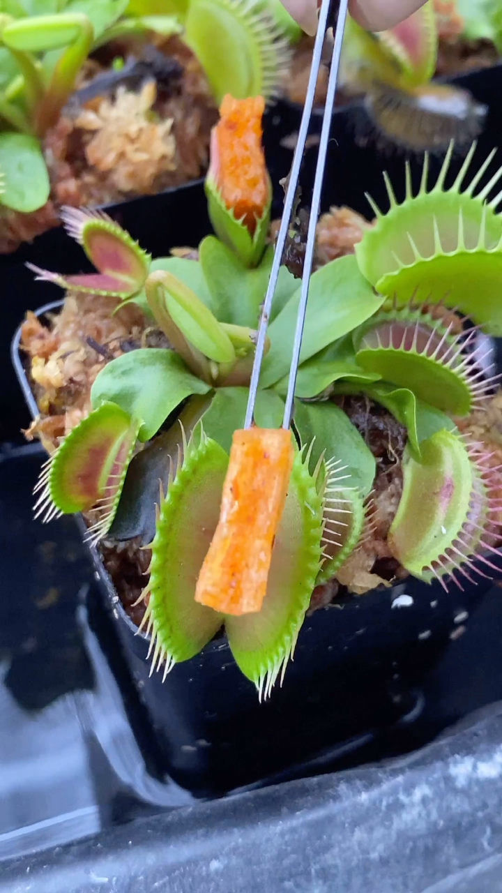 捕蝇草吃完辣条后几天里的变化