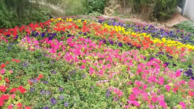 许昌最大的人工湖,花都鄢陵《鹤鸣湖》,夏日游玩避暑的好地方