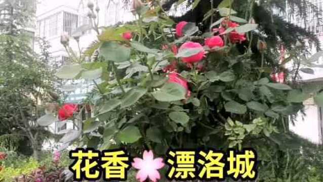 花香𐟌𘮐Š漂洛城 #最美的花 #花开的季节 #庄浪