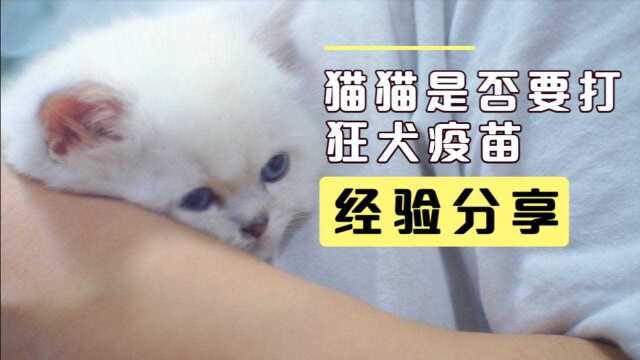 养猫需看:猫咪是否需要接种狂犬疫苗