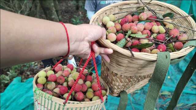 大山里80多年树龄的野生杨梅,满树都是又红又大,这下发财了