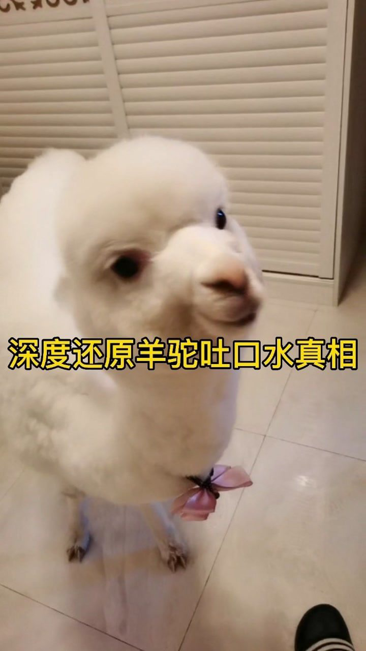 羊驼为什么会吐口水 我专门拍了个视频给大家看看