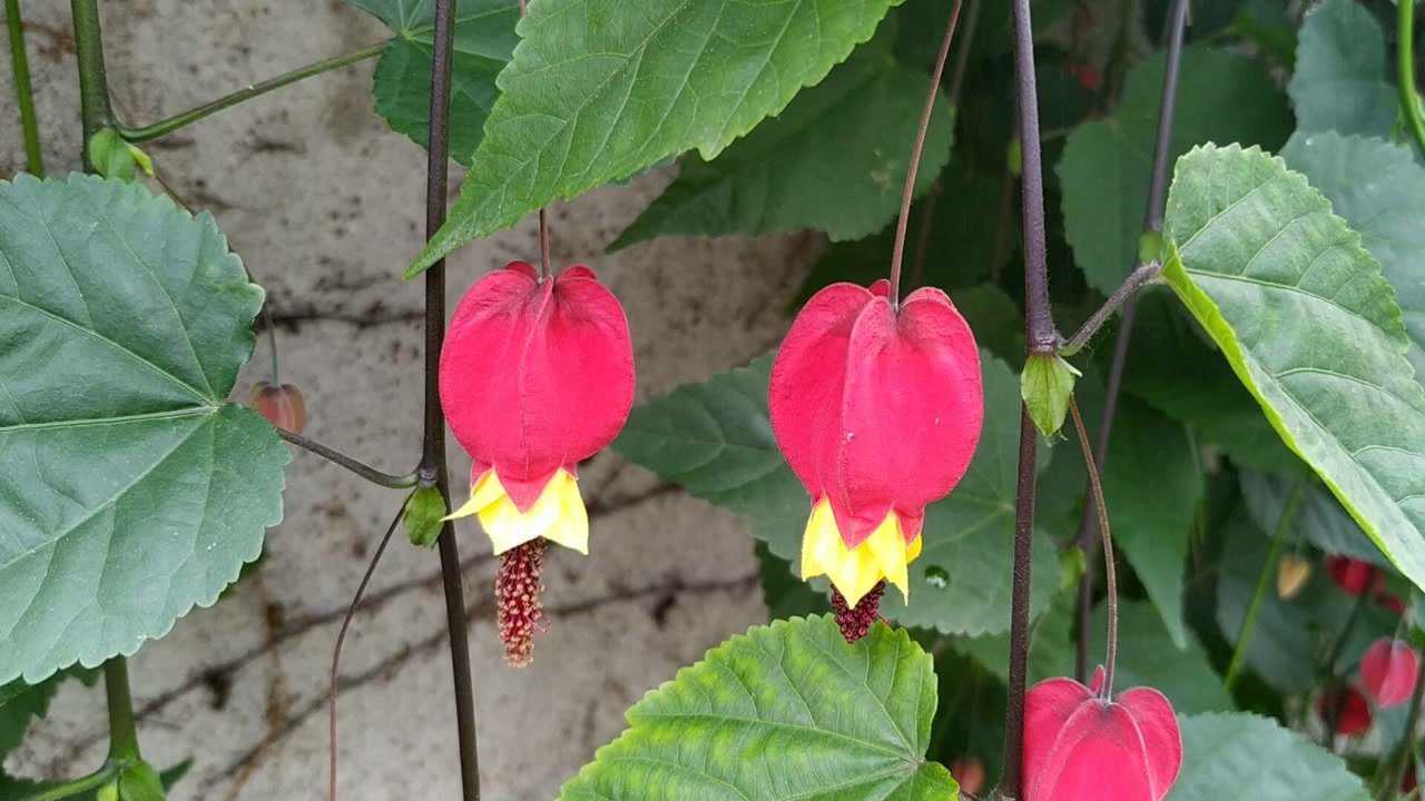 灯笼花:具有生命力的小灯笼,花朵特别,寓意美好.