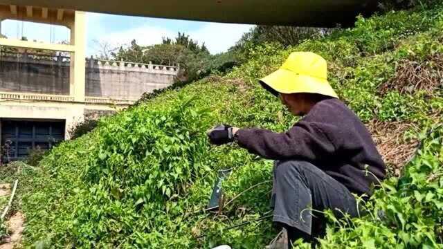 在小水沟一小时钓了十多条鱼,全是禾花和罗非,玩的过瘾哦