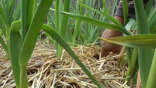 路边有垛麦糠在动,往里一掏居然有窝小野兔,看完赶紧再放回窝里