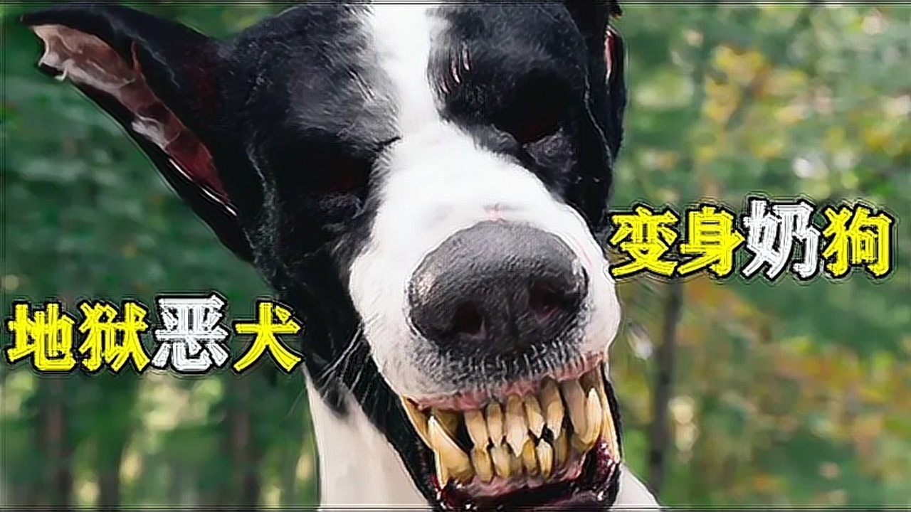 地狱恶犬到人间寻找主人,听到主人喜欢小狗时它愣了,高分奇幻片_高清1080P在线观看平台_腾讯视频