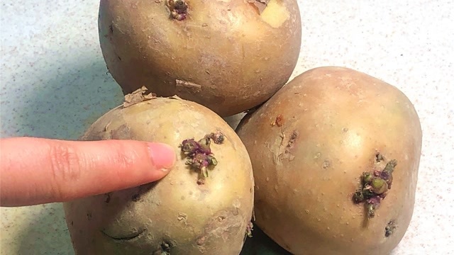 发芽的土豆到底还能不能吃吃了是否会中毒看完太重要了