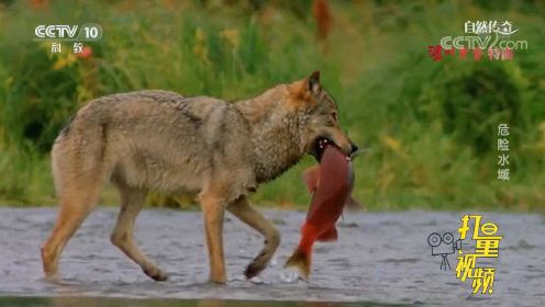 除了熊会捕食鲑鱼，狼也会捕食鲑鱼，但其方法却不同