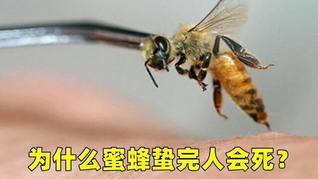 #“知识抢先知”征稿大赛# 为什么蜜蜂蜇完人会死?老外说出真相,看完解开疑惑!