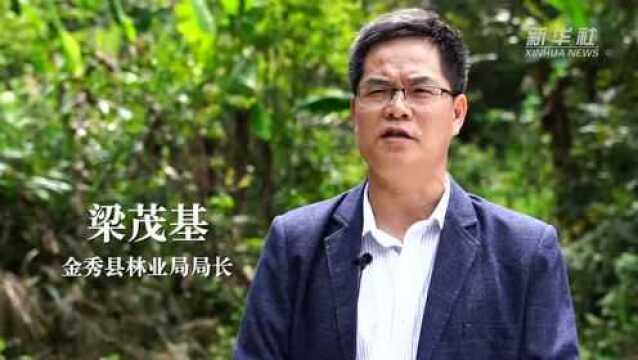 大瑶山“两山理论”的生动实践——广西金秀瑶族自治县推动绿色发展观察