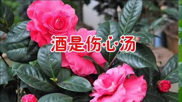 小琢一首《酒是伤心汤》歌声凄美伤感,令人久久回味!