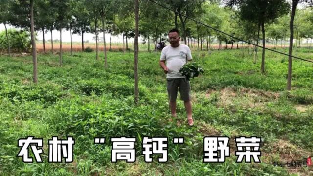 人汉菜也叫苋菜,听过的人多认识的人少,天然无公害的“高钙”菜