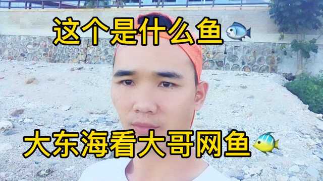 在三亚大东海怎么抓到鱼的