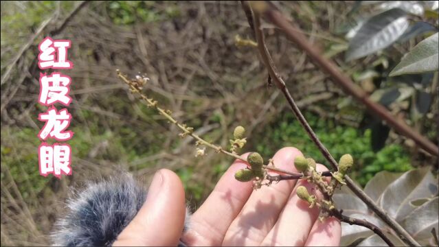 红皮龙眼那些事,4月底冒红点,5月抽花穗,6月座果,9月采摘收获