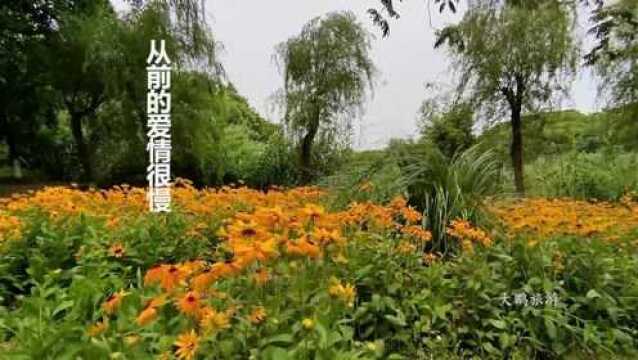 以前那么慢,那么美,好久不见,一起停下来欣赏初夏的美景