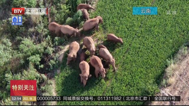 云南北移亚洲象群小范围活动独象返回晋宁区