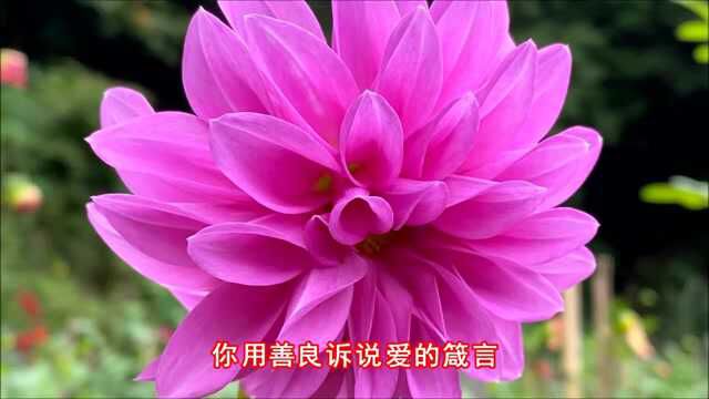 风语一曲《芬芳岁月》歌声醉人心扉,甜美柔情!